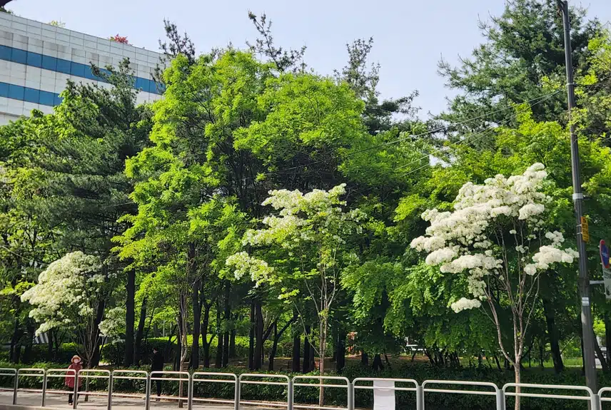 이팝나무꽃