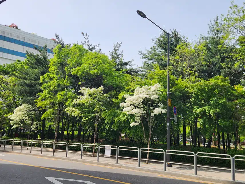 이팝나무꽃