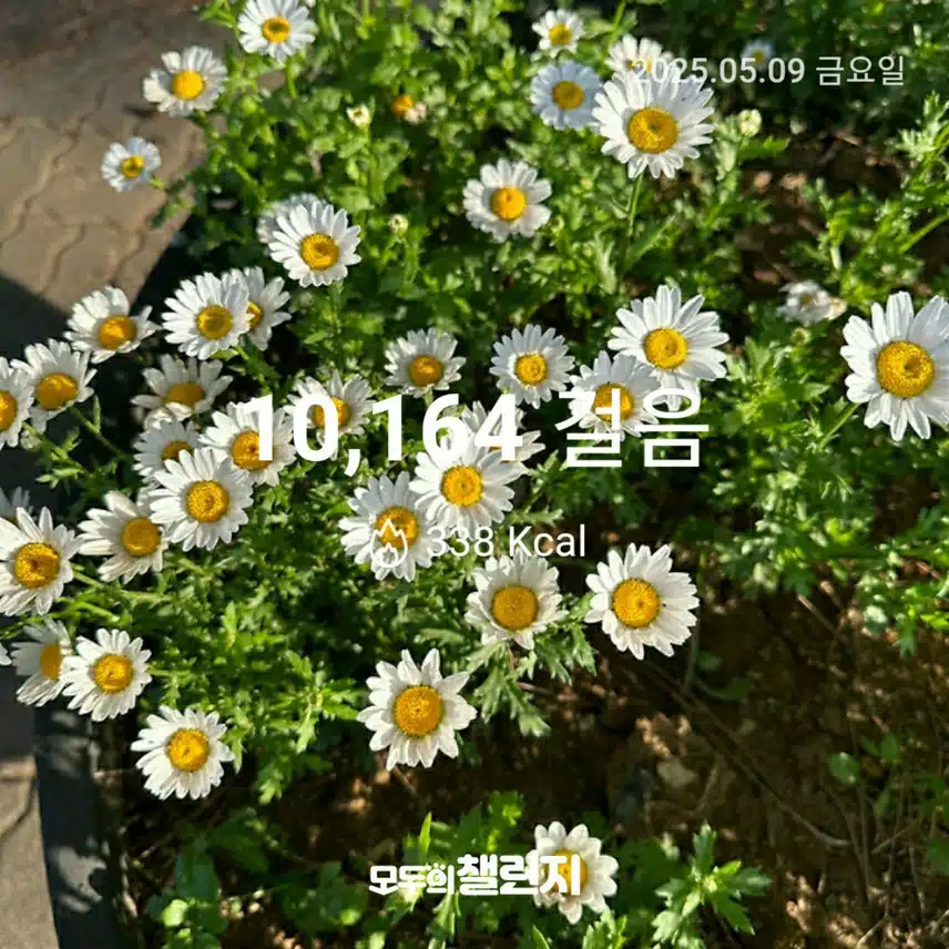 5월 9일 만보 완주 