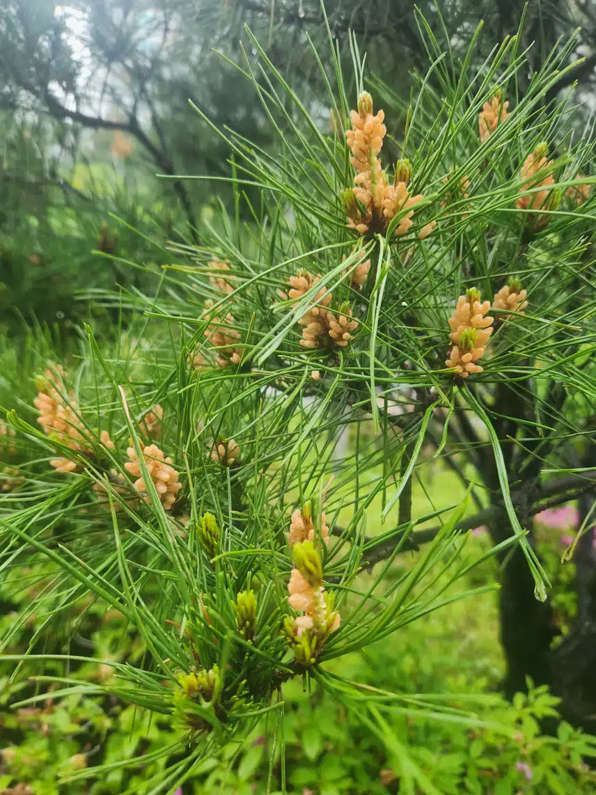 송화!  🌲