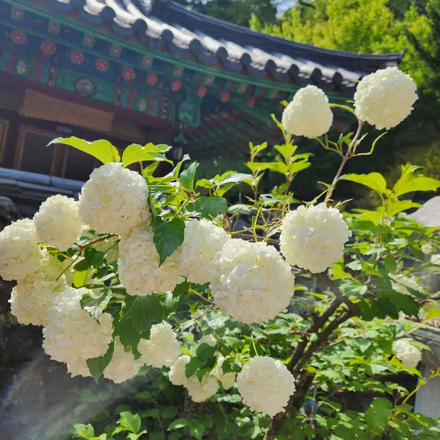 불두화