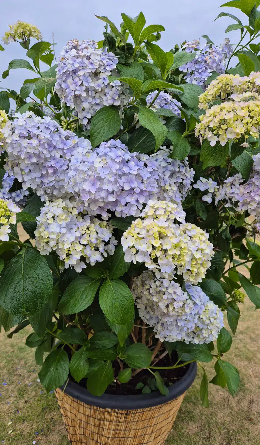 보라보라 수국
