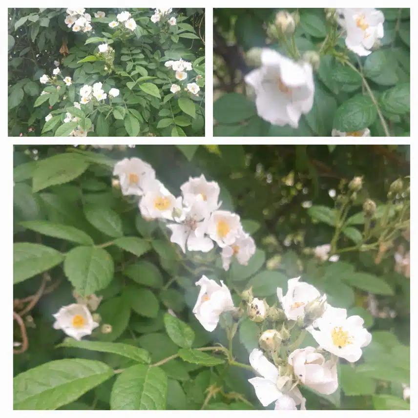 찔레꽃