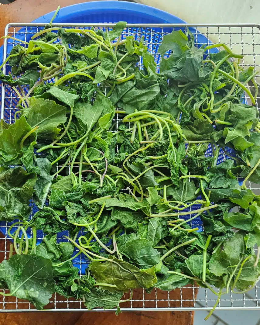 취나물. 마늘쫑무침