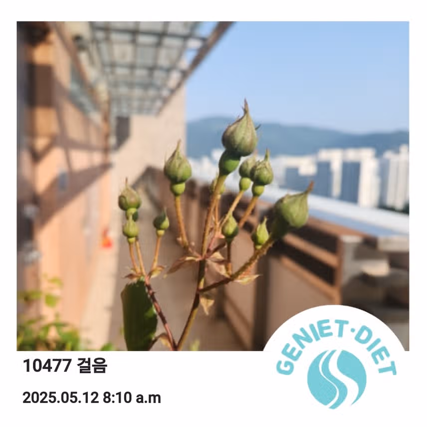 만보 걷기..
