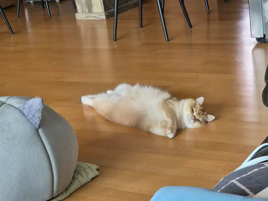 고양이