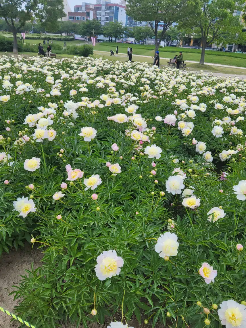 작약꽃