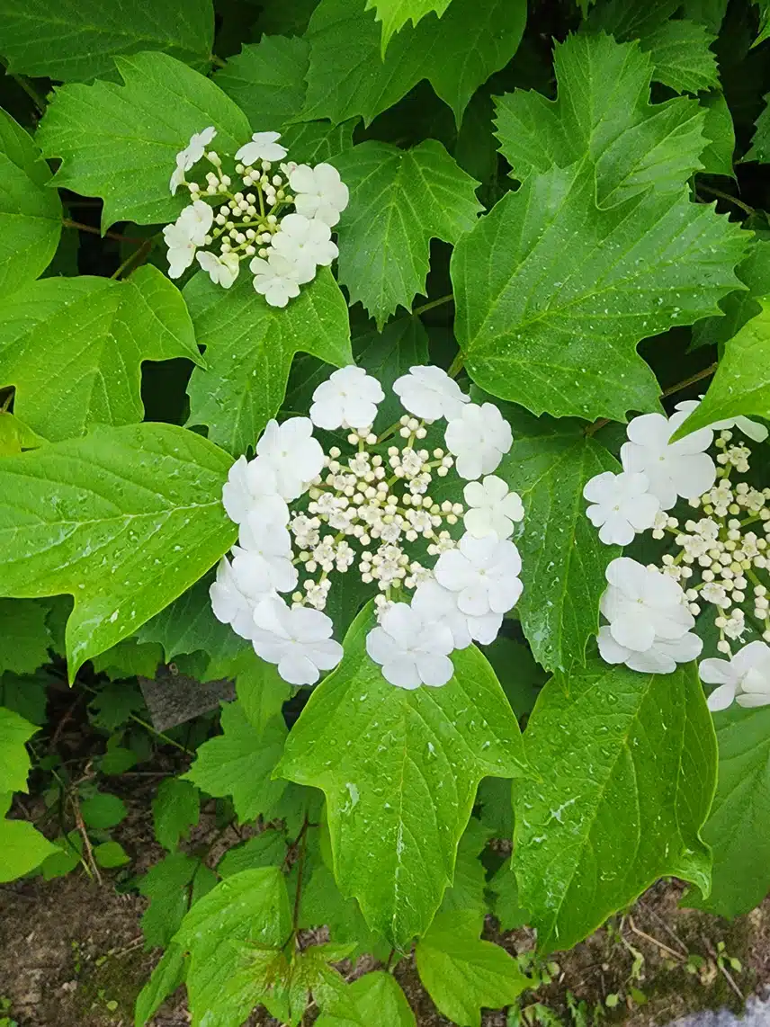 오늘도 일찍 걷고 왔어요^^