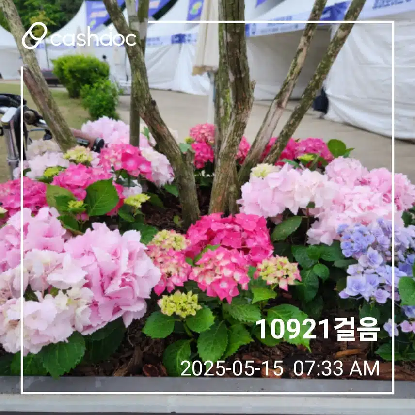 목요일 최종걸음수 