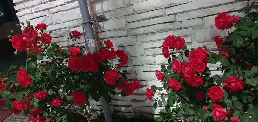 어제 본 데이지,  달맞이꽃  그리고 장미!