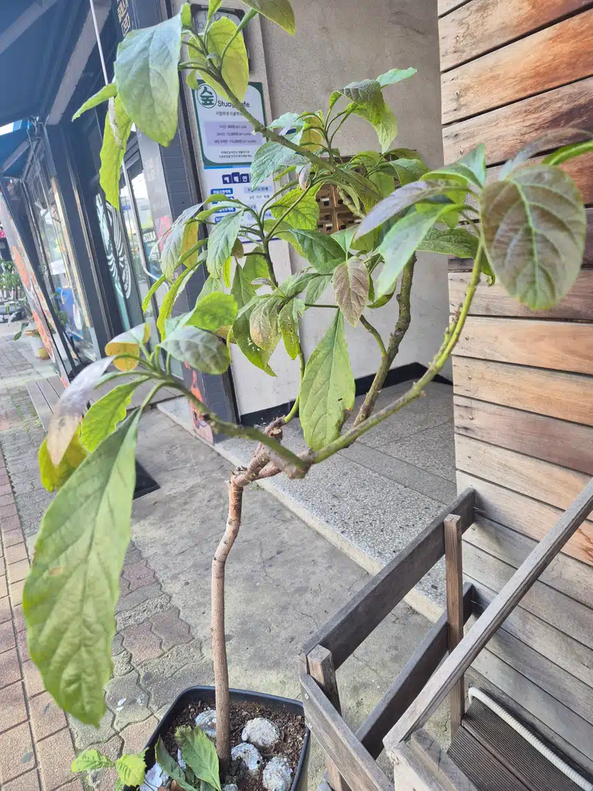 5년 이상 자란 아보카도 화분