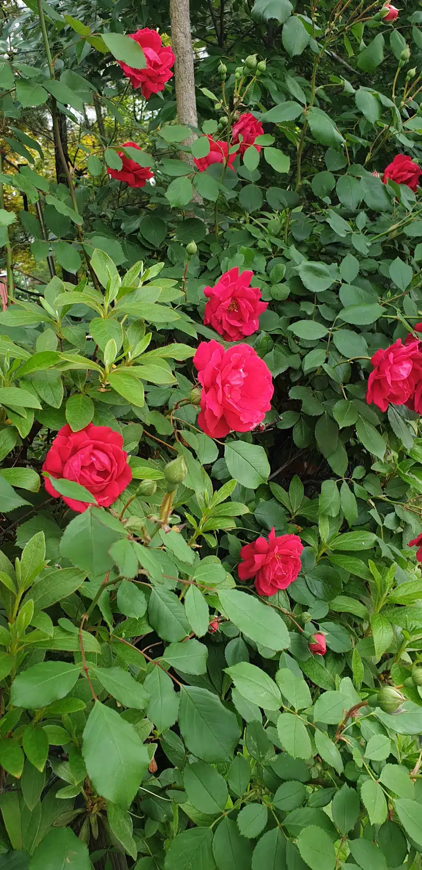 그대 모습은 장미  🎶 