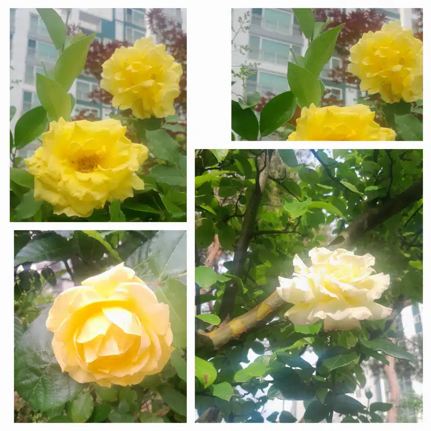 노란장미들