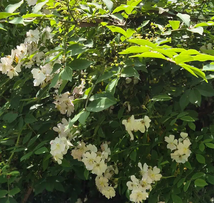 찔레꽃