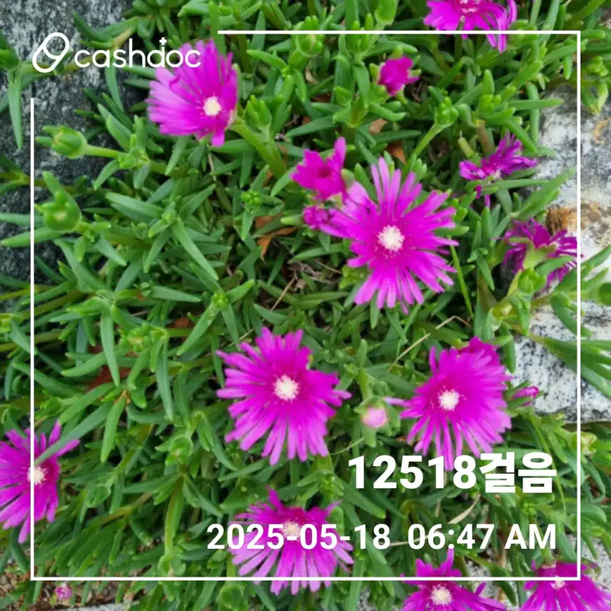   🌄휴일에도 만보걷기 새벽운동 🌄