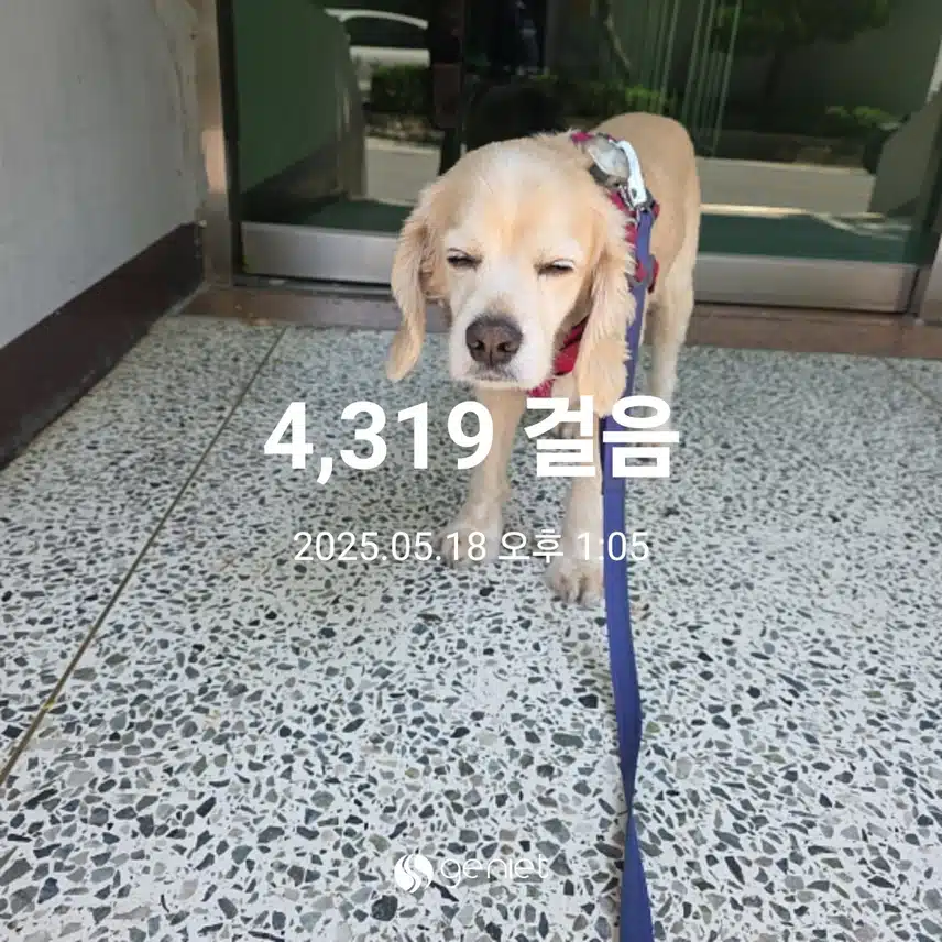 라떼산책후 무당 아이스크림 