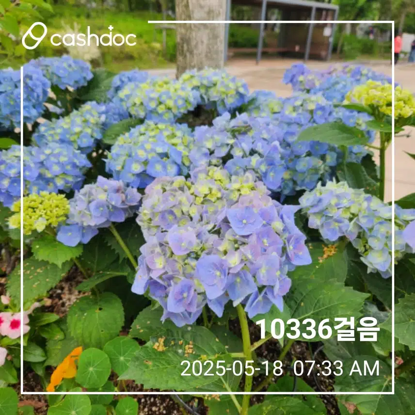 일요일 이만보