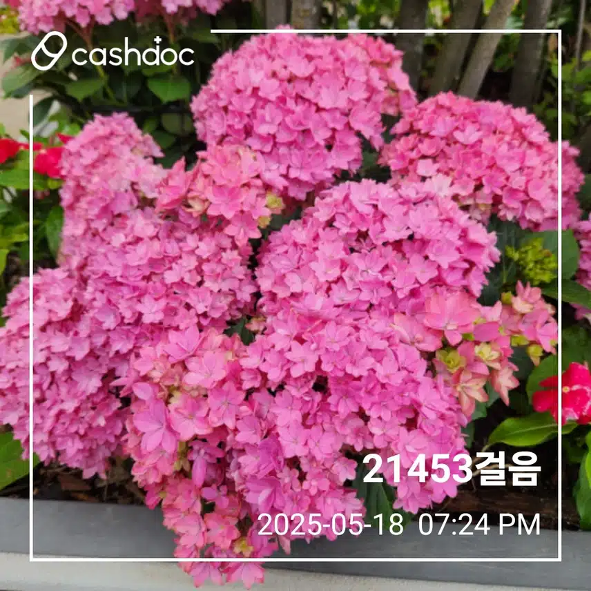 일요일 이만보
