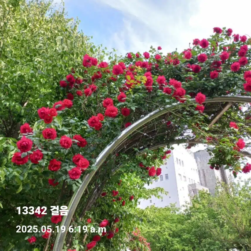    🌄오늘도 만보걷기 새벽운동🌄 