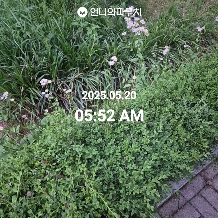 5/20 만보 걷기 
