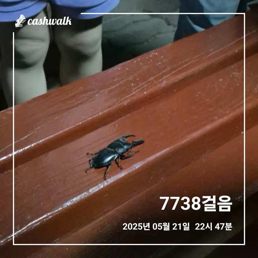 걸으러 갔다가 발견