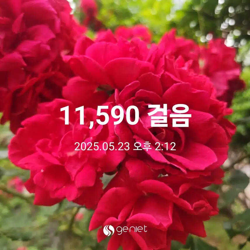 햇살에 장미향 가득하네요.ㅡ걷기와 계단오르기 
