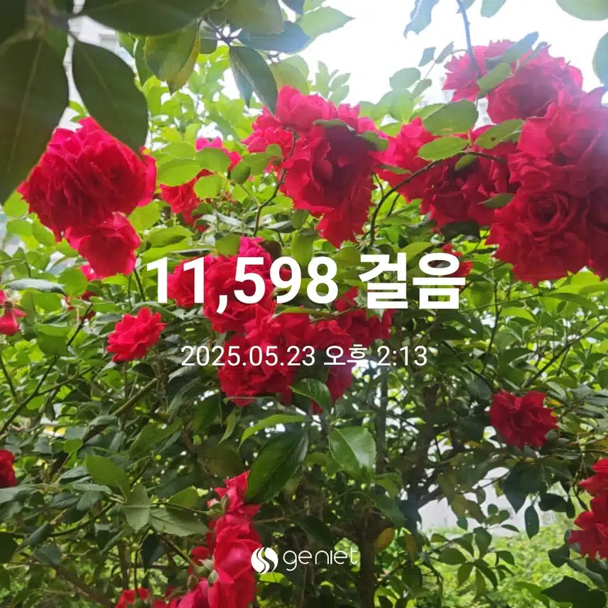햇살에 장미향 가득하네요.ㅡ걷기와 계단오르기 
