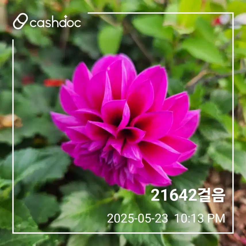 금요일 최종걸음수 