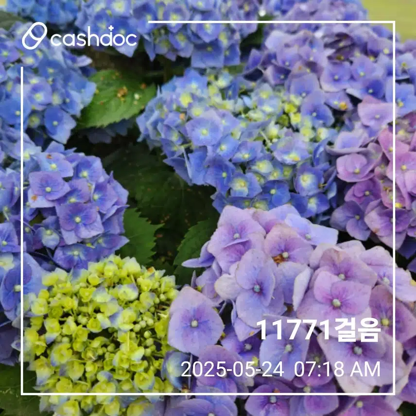 토요일 아침 만보걷기 