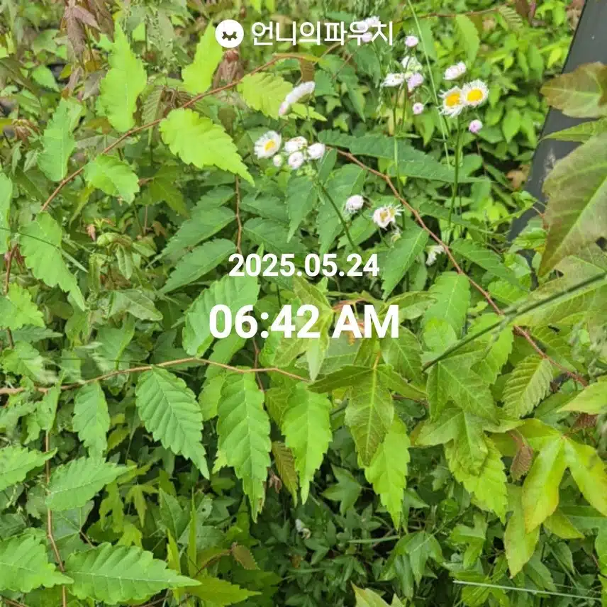 5/24 만보 걷기 
