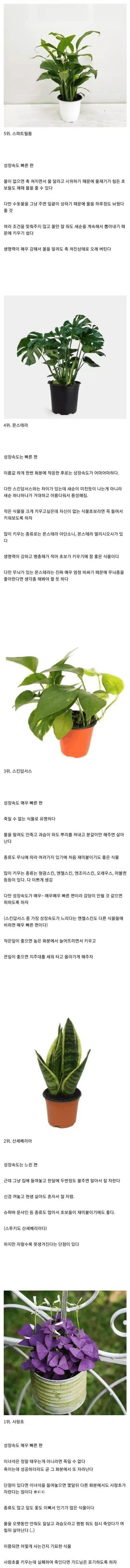식물 초보 추천, 죽일래야 죽일 수가 없는 식물 Top 5