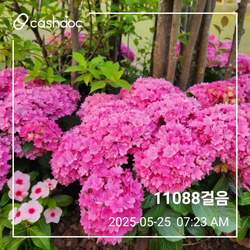 일요일 아침 만보걷기 