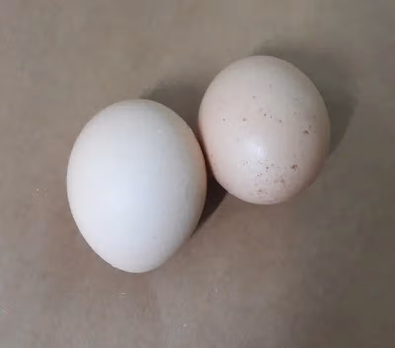 삶은 계란