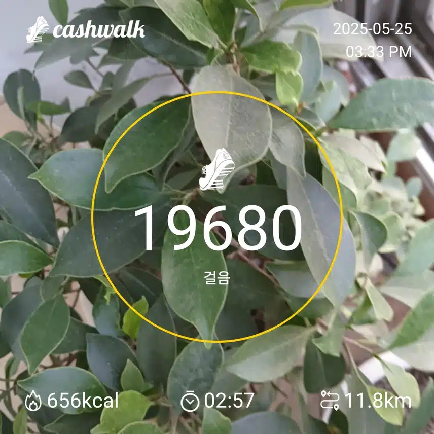 인증 