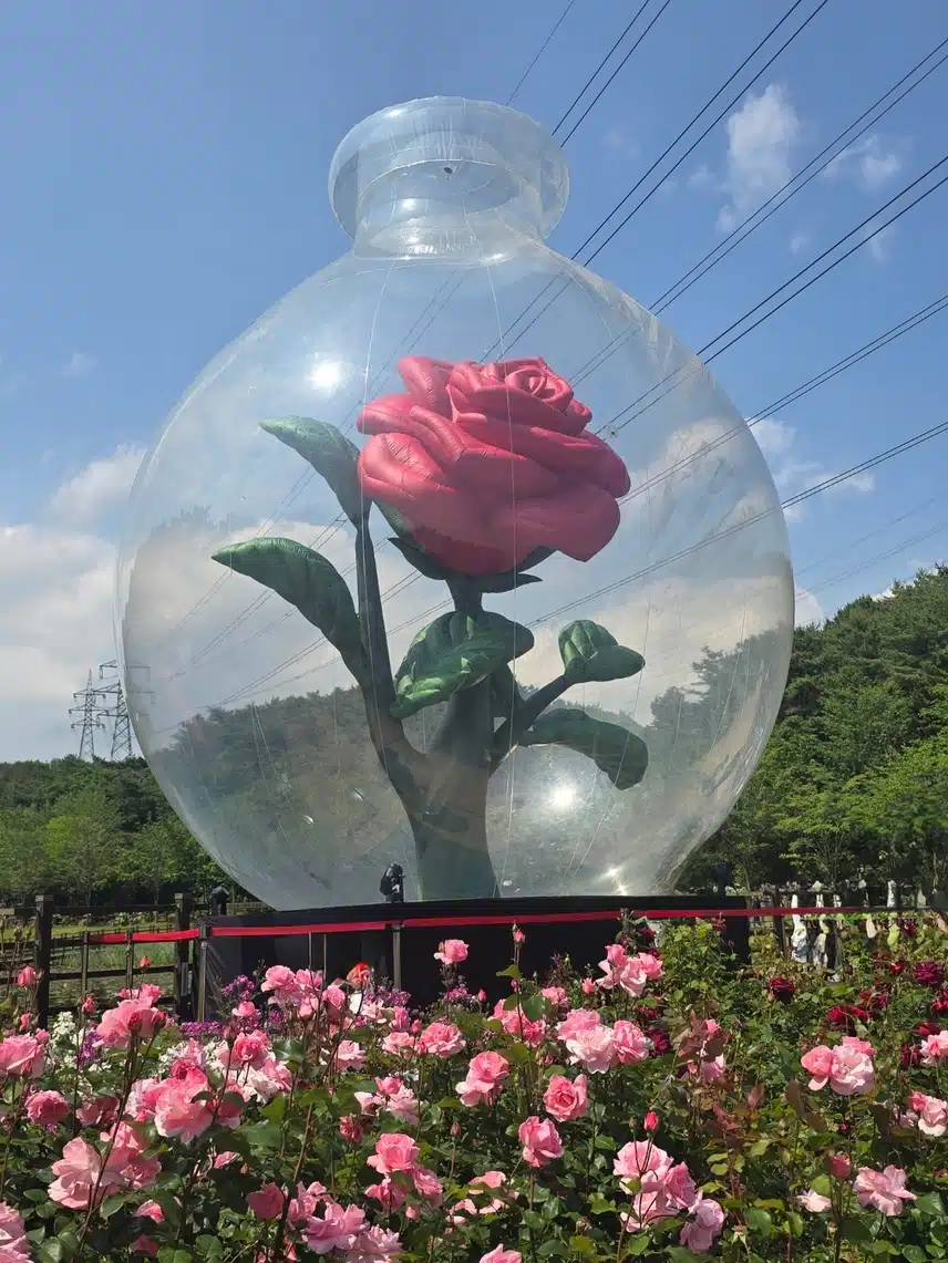 울산 장미축제