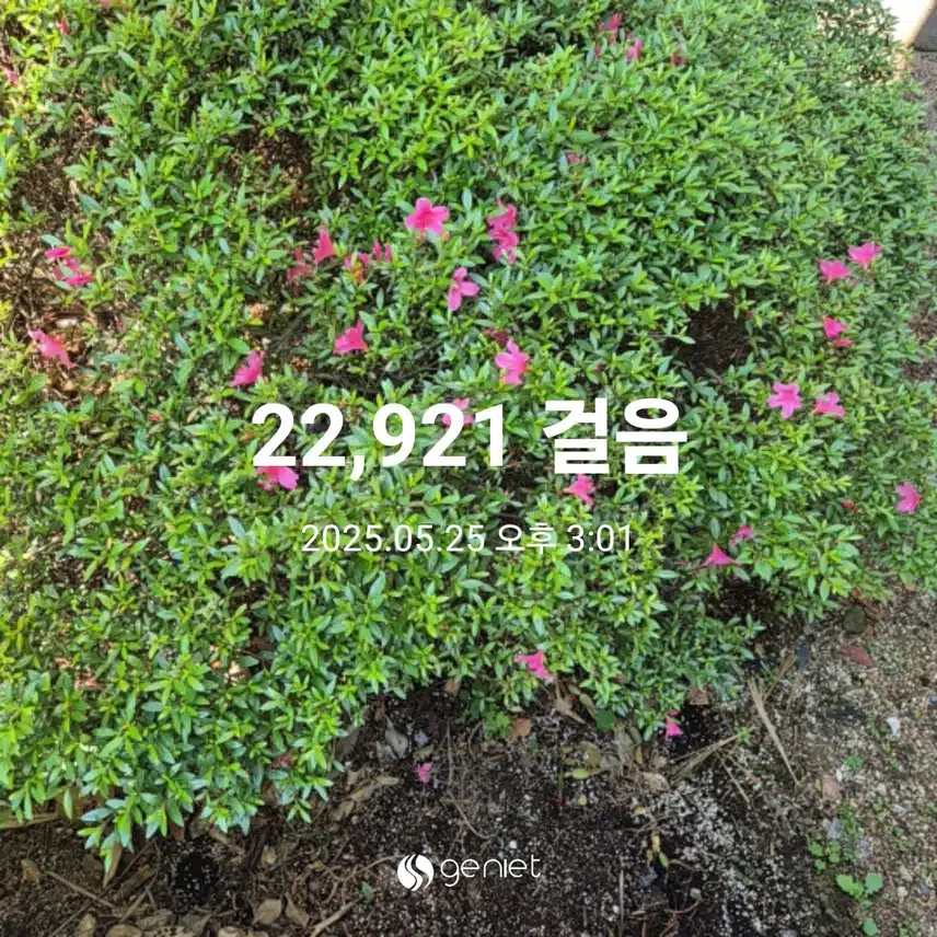 일요일 이만보 걷기