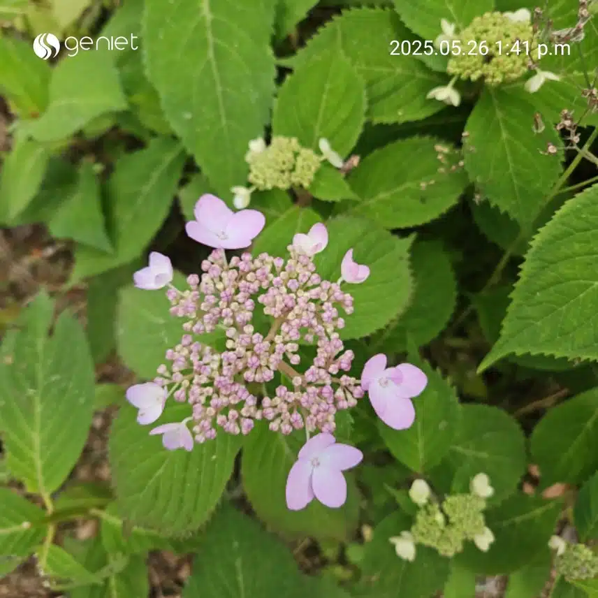 꽃길 따라 걸었어요.🏃🪻🌹