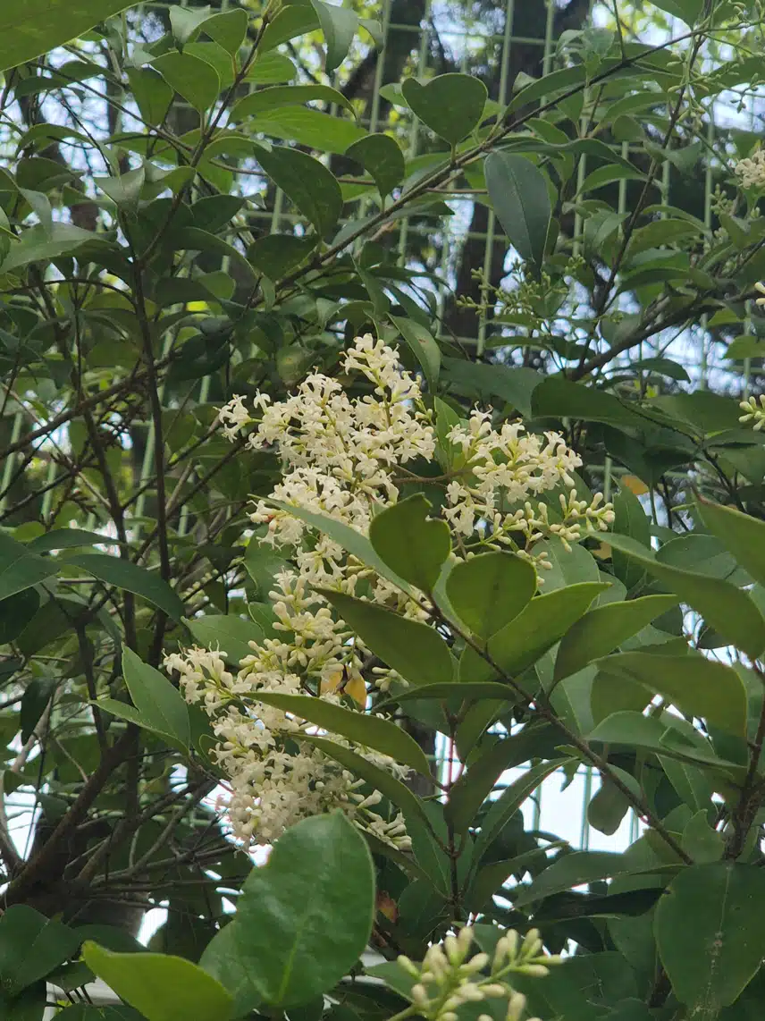 만보 걷고 왔어요.