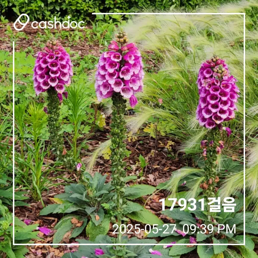 화요일 걷기