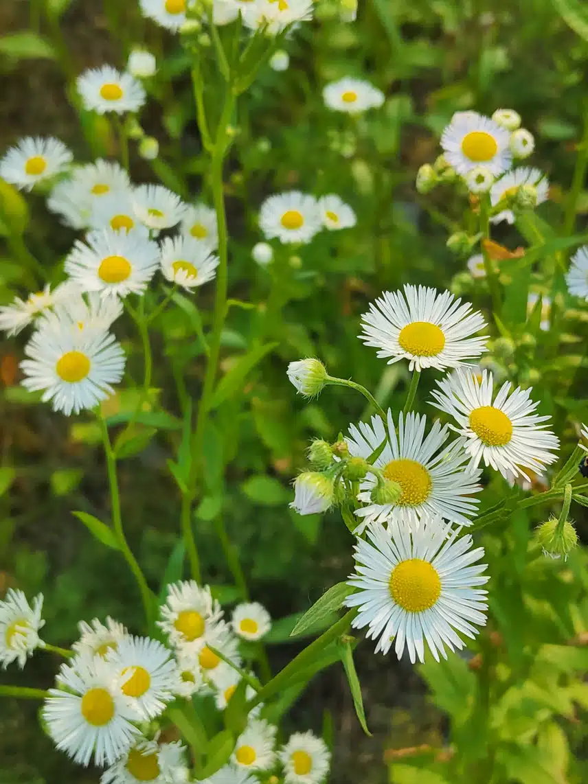 풀꽃
