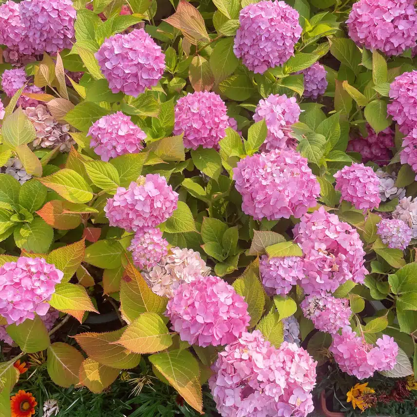 꽃 구경