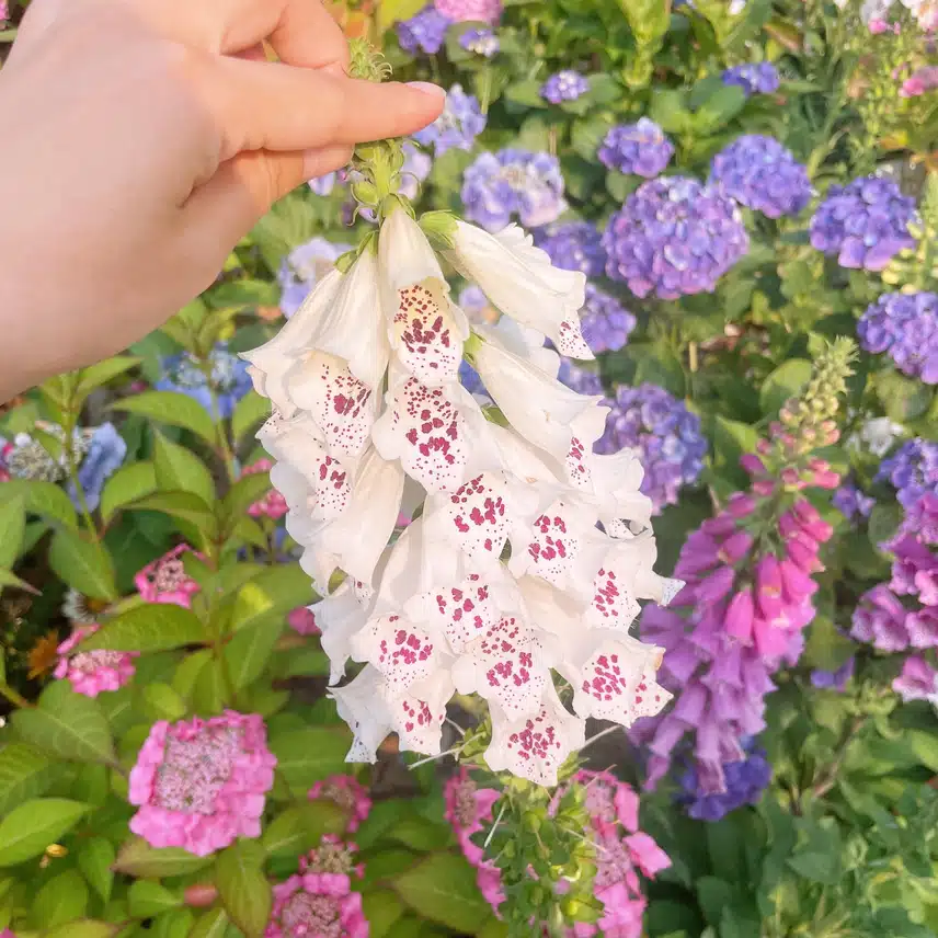 꽃 구경