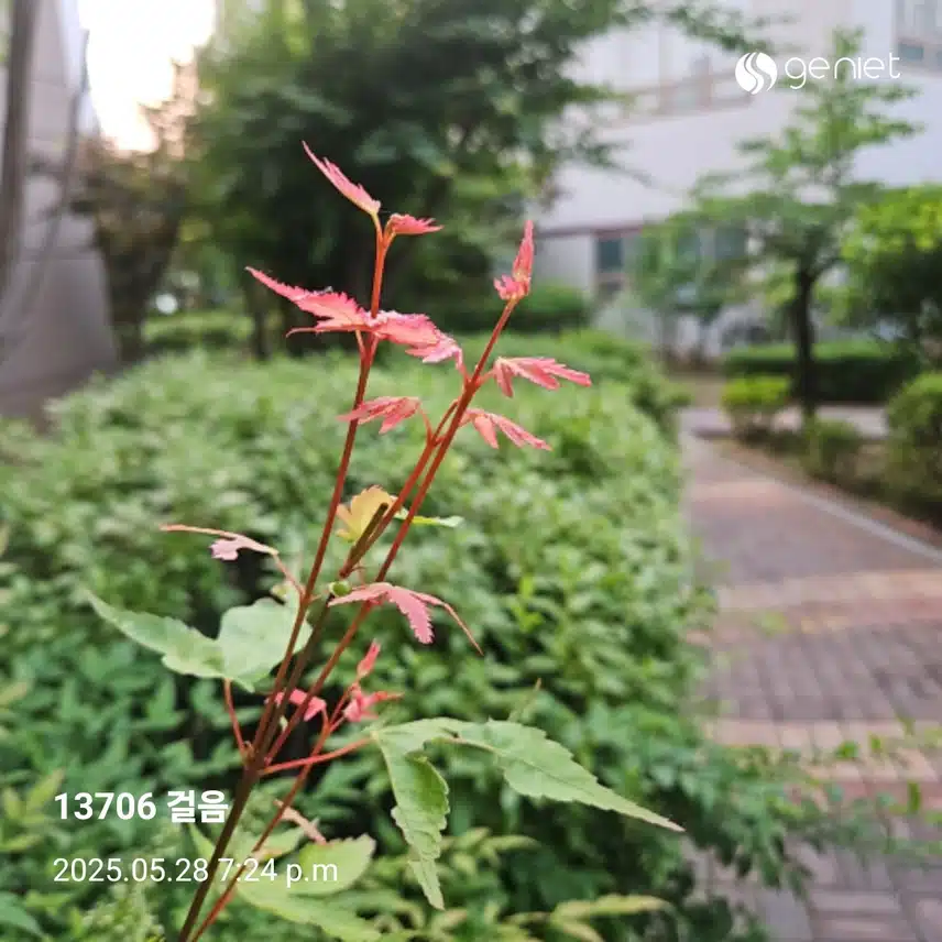 푸른 숲길  따라 걸었네요.
