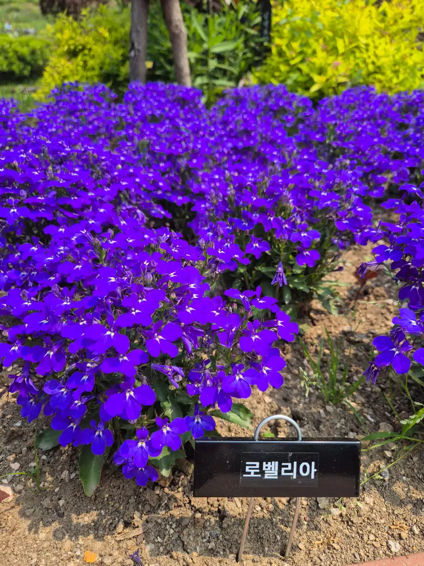 미니제라늄,