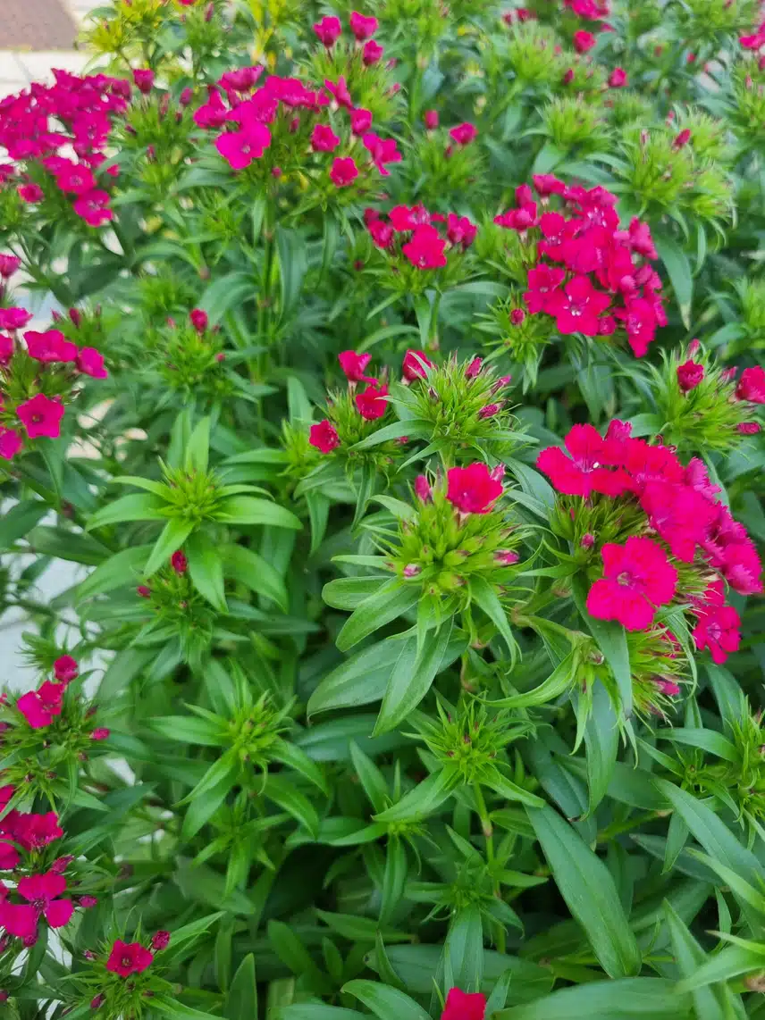 풀협죽도