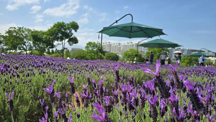라벤더 너무 이쁘게 피었어요,