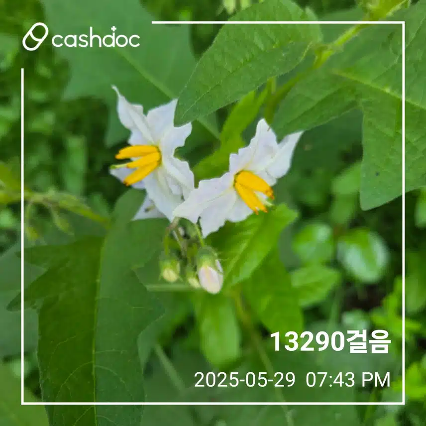 오늘 걸음