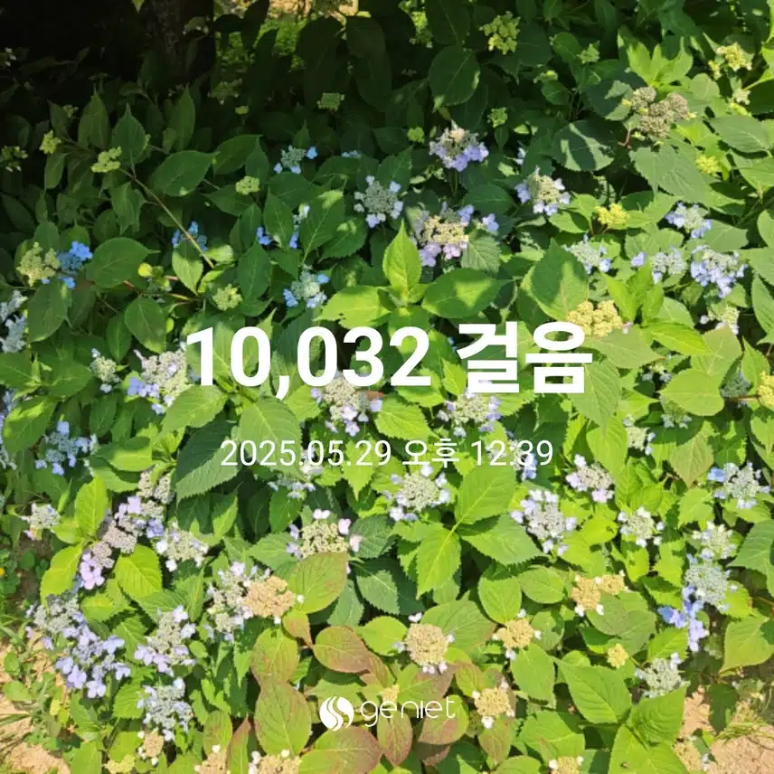 산수국 꽃길 따라 걷기와 계단오르기로 🏃‍♂️