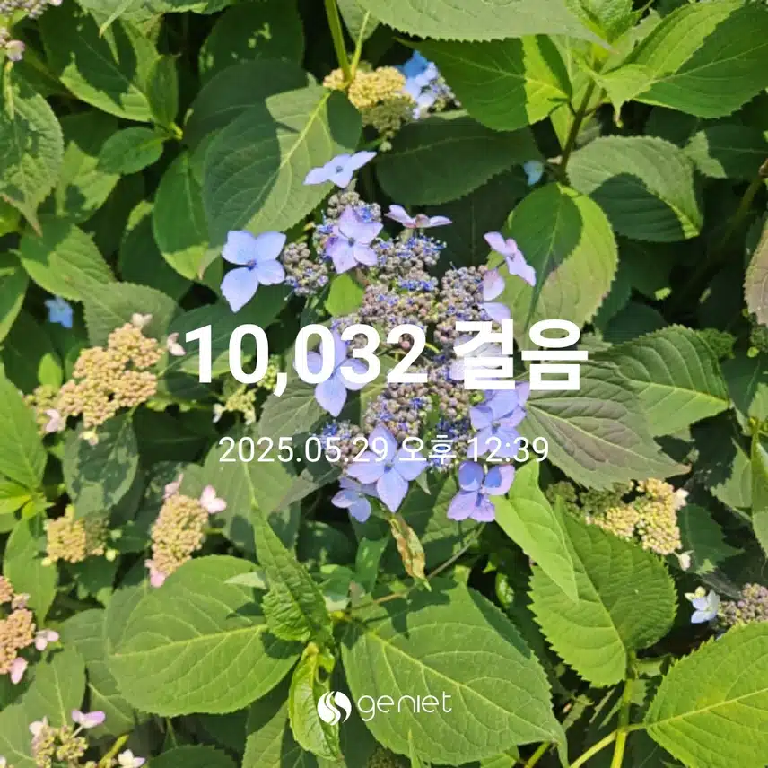 산수국 꽃길 따라 걷기와 계단오르기로 🏃‍♂️