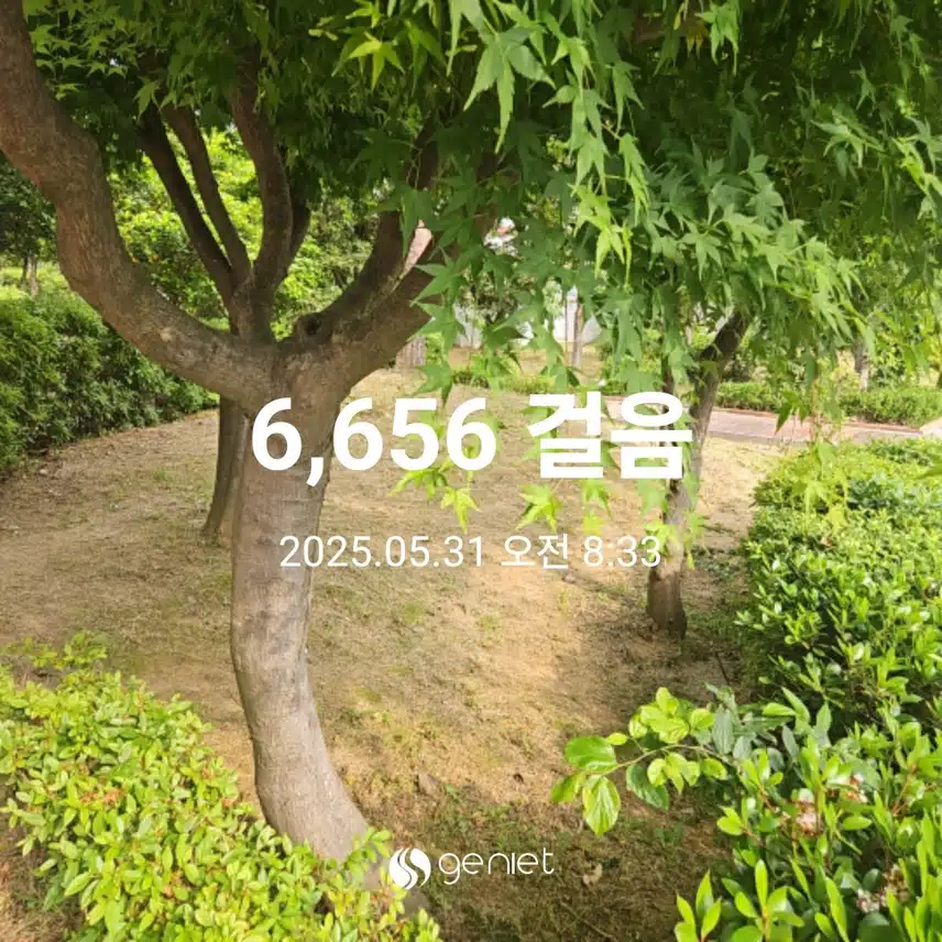 🌳 상쾌한 아침을 걸었네요.🌳 